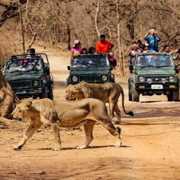 Gujarat Special Tour Temple, Statues & Wildlife